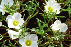 Oxalis crecsis