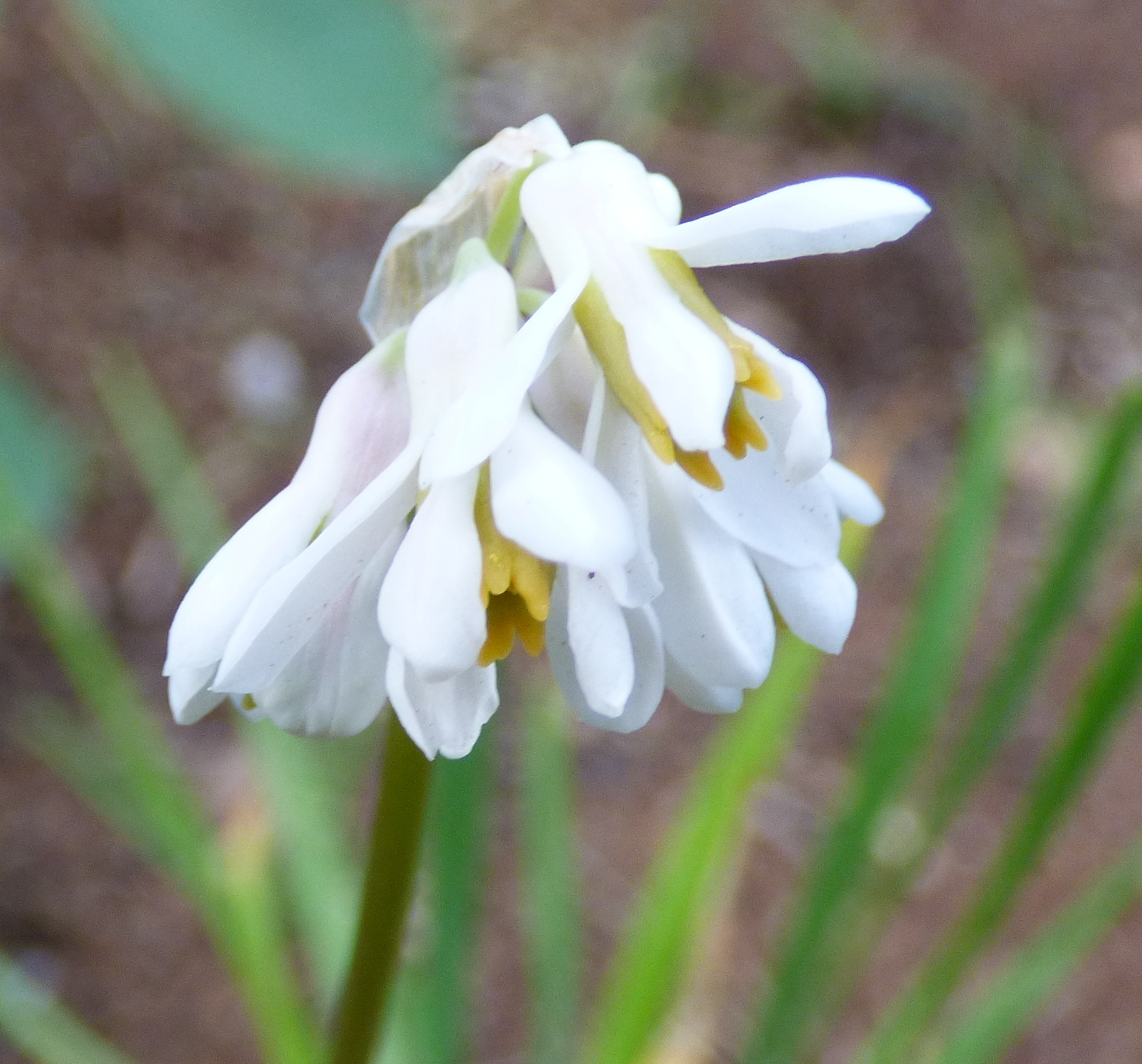 Tulbaghia natalensis