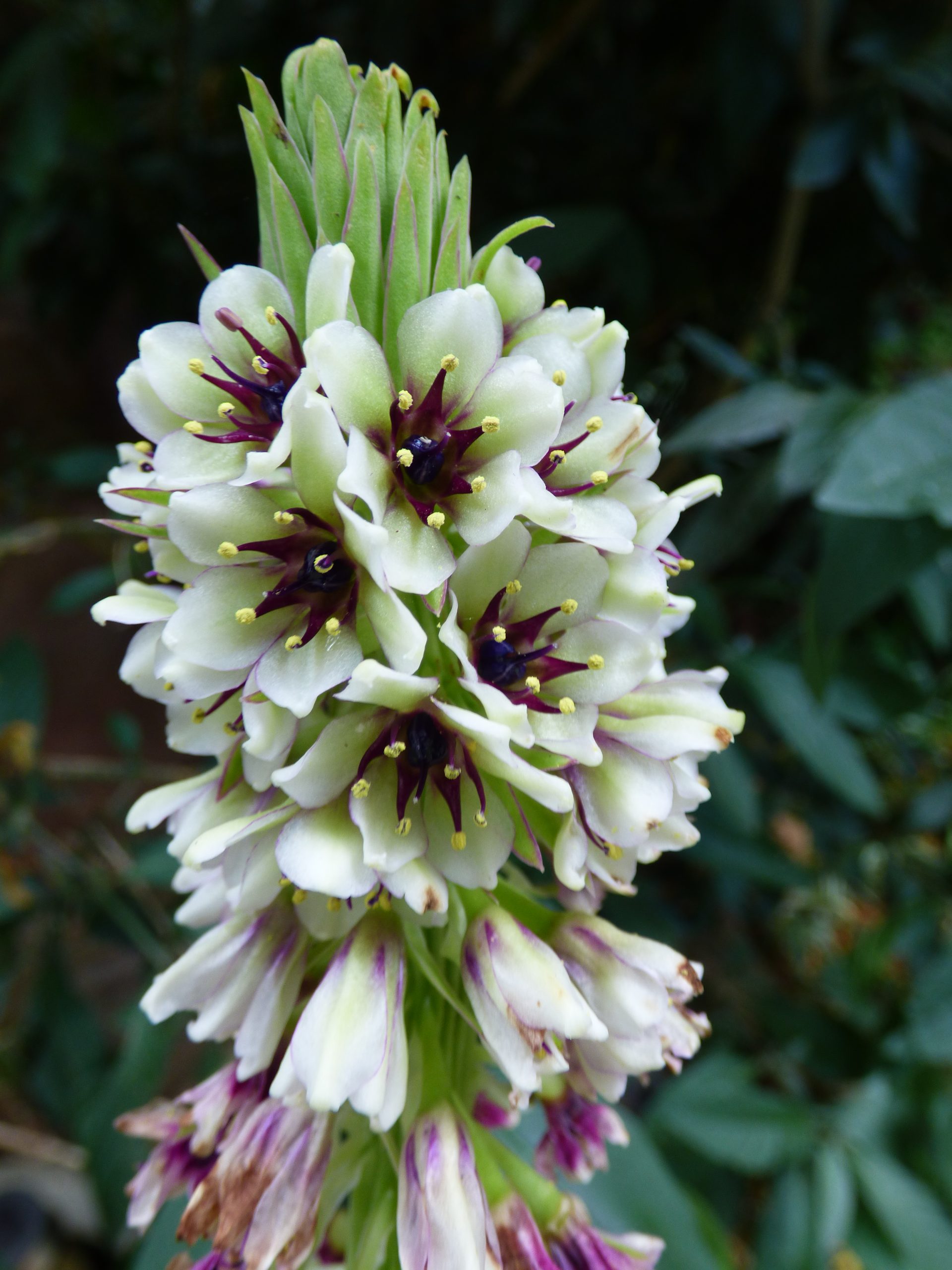 Eucomis montana