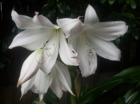 Crinum moorei alba