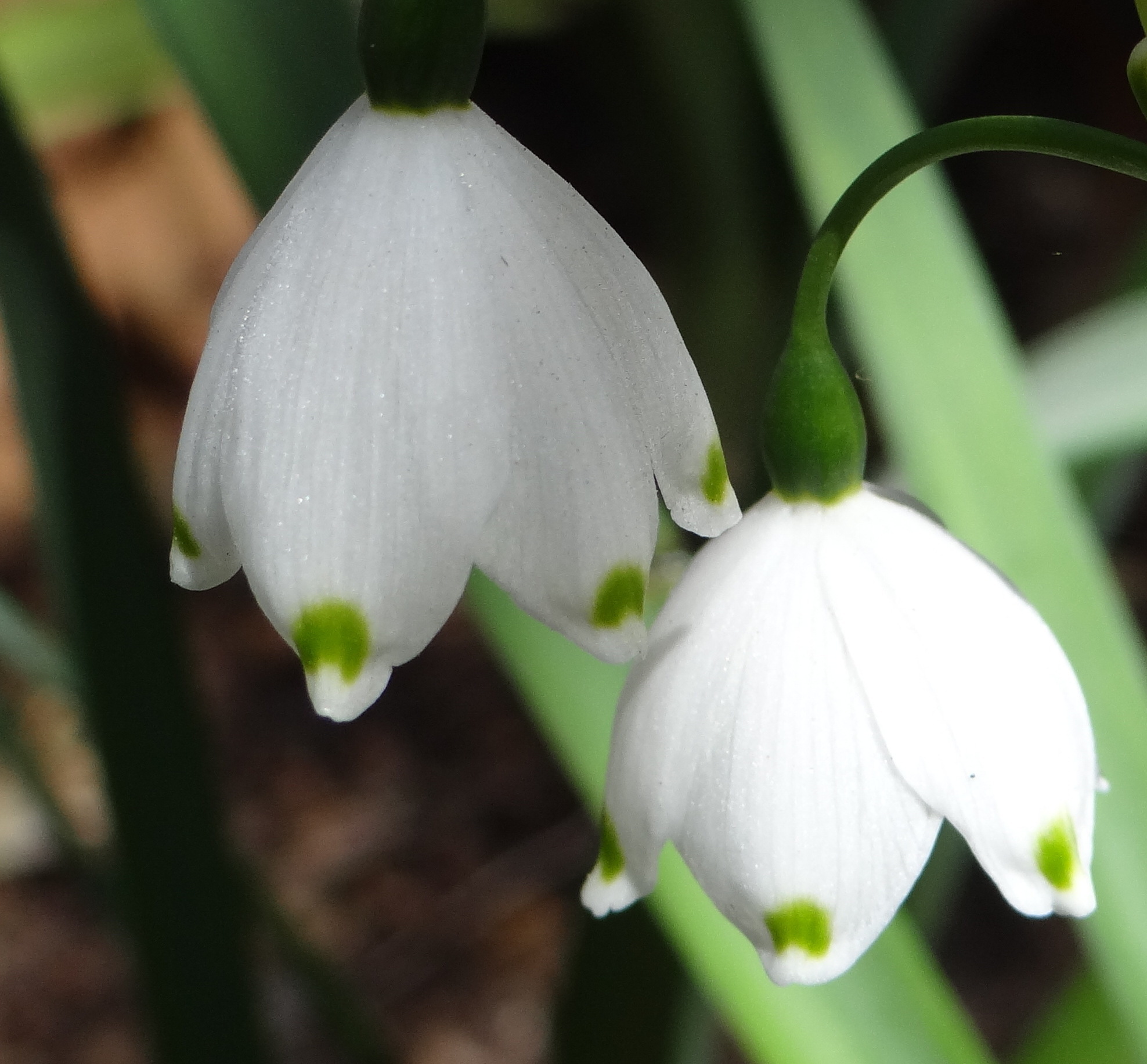 Leucojum (snowdrops)